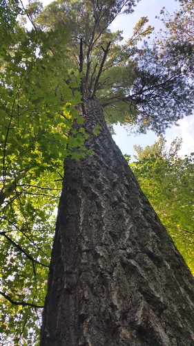 Lost 40 Minnesota: How This Pristine Forest Was Saved by a Mapping