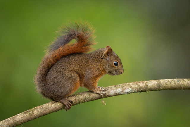Northern Amazon red squirrel  / Witnekeekhoorn