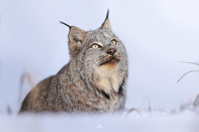 Lynx du Canada - Canada lynx - Lynx canadensis