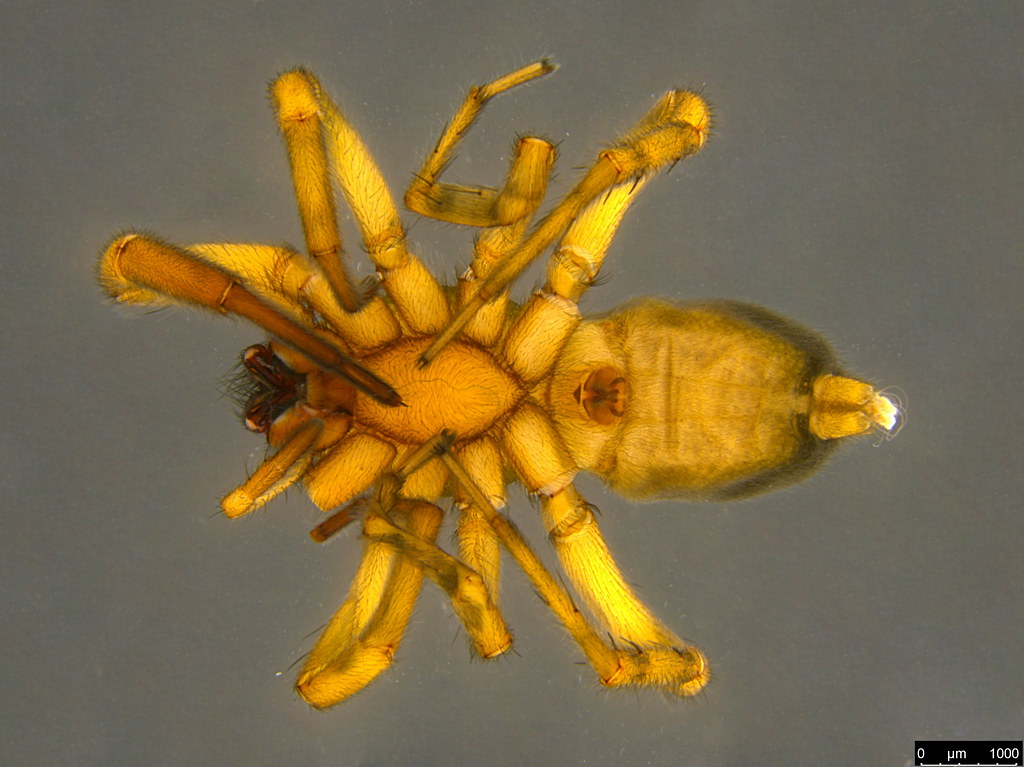 1b - Araneae sp.
