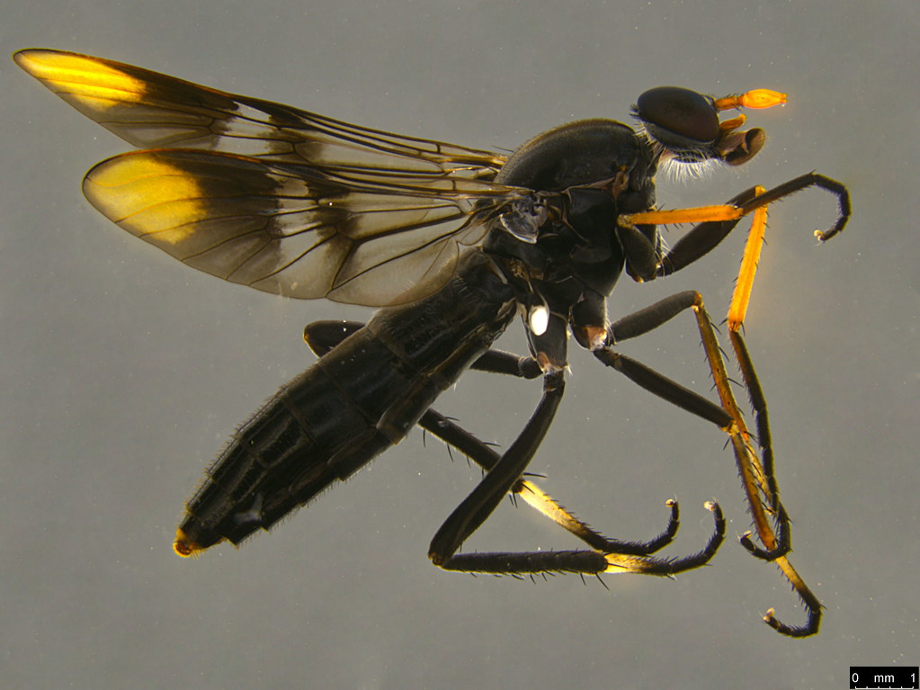 2a - Ectinorhynchus pyrrhotelus (Walker, 1854)