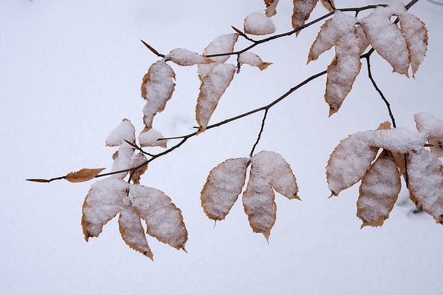 Beech Foliage in Winter Kenyon-Hills_DSC1549-1000