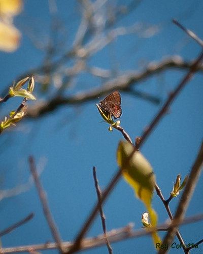 Torreya State Park - Roy Cohutta