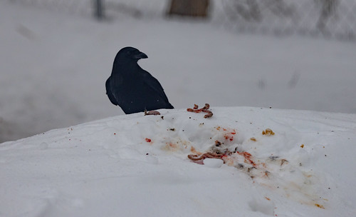 American Crow deciding what chunk of rabbit guts to carry off.