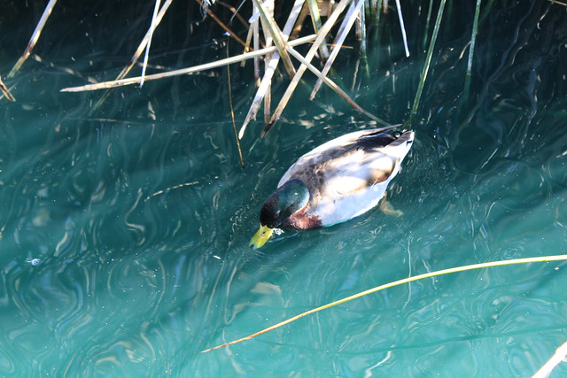 Duck at Gilbert Riparian Preserve