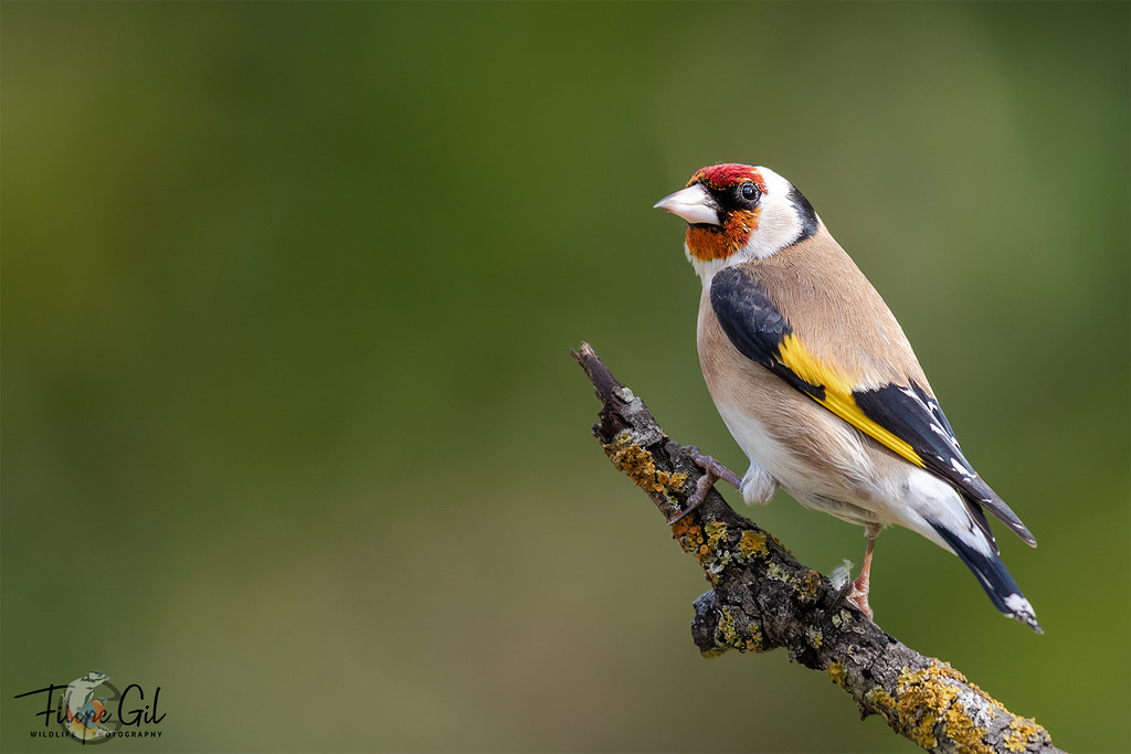 European Goldfinch I Pintassilgo