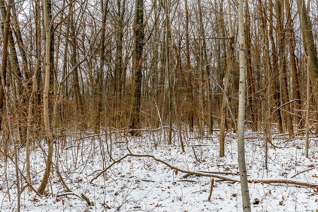 Winter Woods #1 - 2019-12-31