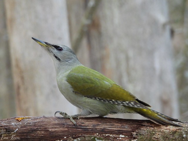 Grey-headed Woodpecker ♀ (Picus canus)