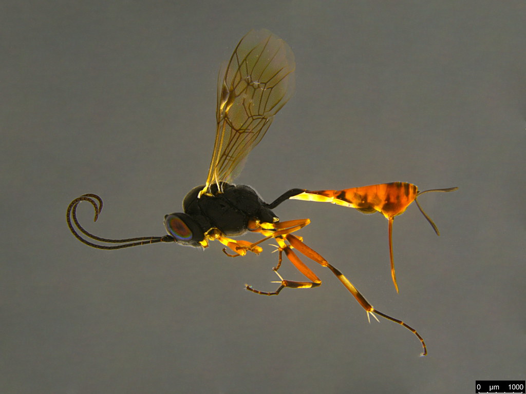 15a - Ichneumonidae sp.