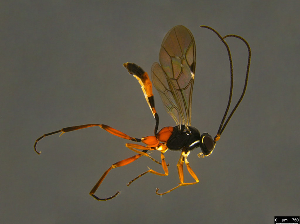 21a - Ichneumonidae sp.