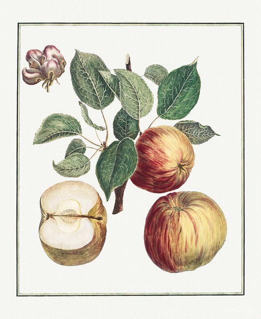 Apple with Leaf and Fruit Blossom (1768) print in high resolution by Henri-Louis Duhamel du Monceau. Original from the Cleveland Museum of Art. Digitally enhanced by rawpixel.