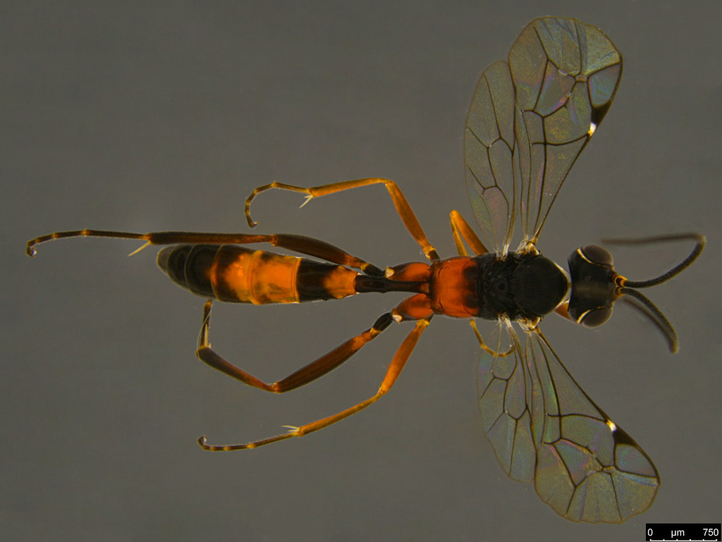 20a - Ichneumonidae sp.