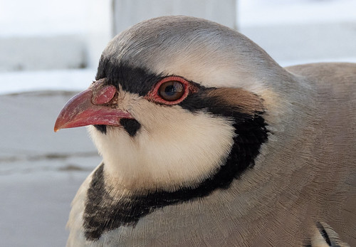 Chukar