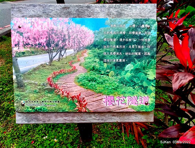 北投復興三路櫻花隧道(Cherry blossoms at Fusin 3th road, Taipei, Taiwan, SJKen, Mar 3, 2022)