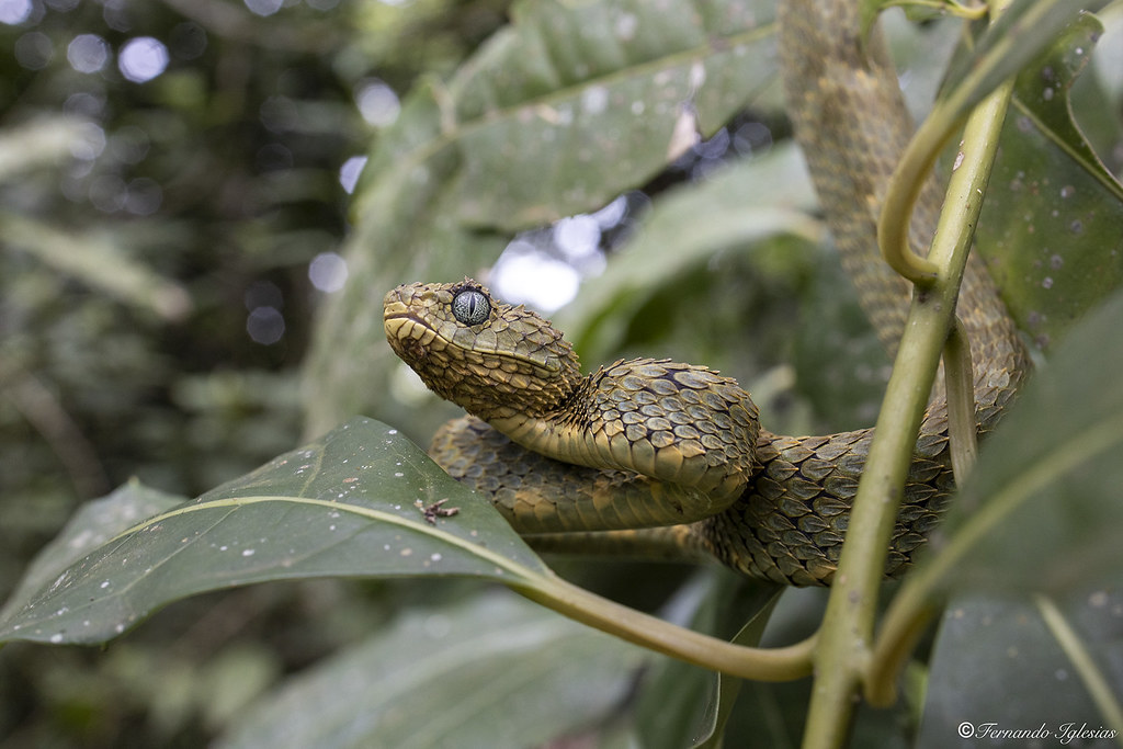 Variable Viper Variable bush viper (Atheris squamigera) | Uganda 2022 | Fernando ...