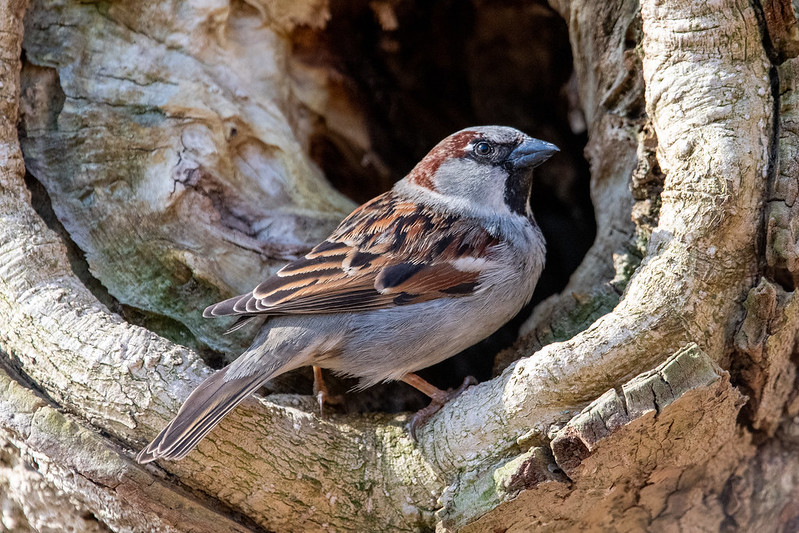house-sparrow-5325