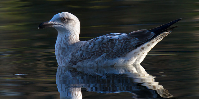 a juvenile gull