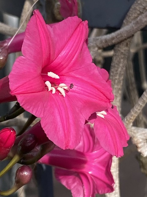 Tropical pink (2)