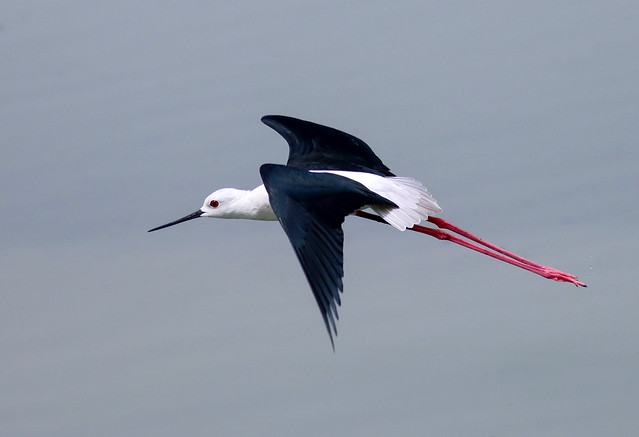 Black-winged stilt (Himantopus himantopus) in flight