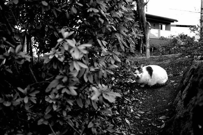 311Ricoh GRⅢx　HCモノクロ池袋本町一丁目池袋本町公園の猫 キジブチ