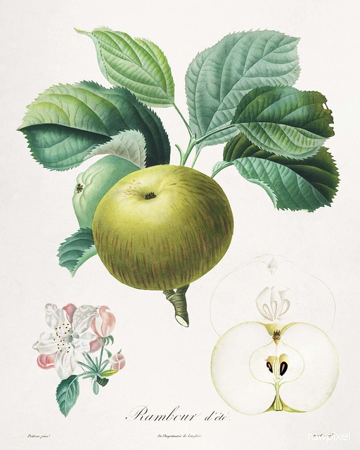 Traité des arbres fruitiers: Rambour d'été (1808–1835) print in high resolution by Henri-Louis Duhamel du Monceau. Original from the Cleveland Museum of Art. Digitally enhanced by rawpixel.