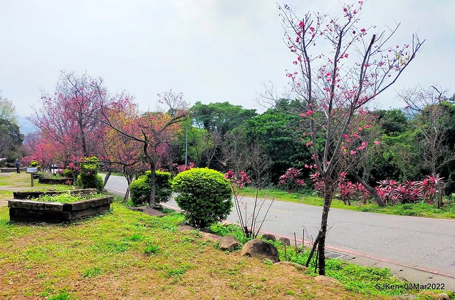 北投復興三路櫻花隧道(Cherry blossoms at Fusin 3th road, Taipei, Taiwan, SJKen, Mar 3, 2022)