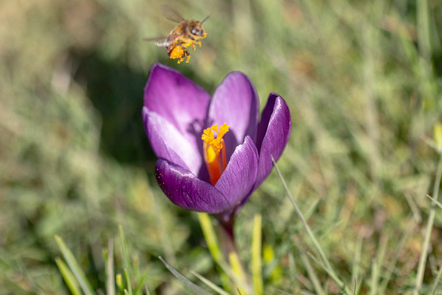 flying bee (explored)