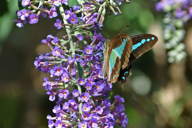Blue Triangle Butterfly (Graphium sarpedon)