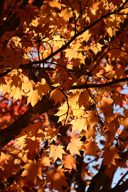 Autumn color around Lake Toro,Shibecha town,Hokkaido 2021/10 No.2.