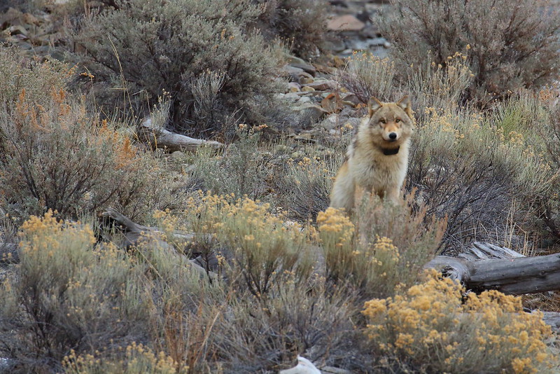 IMG_2183 Wolf of Wapiti Lake Pack, Yellowstone National Park