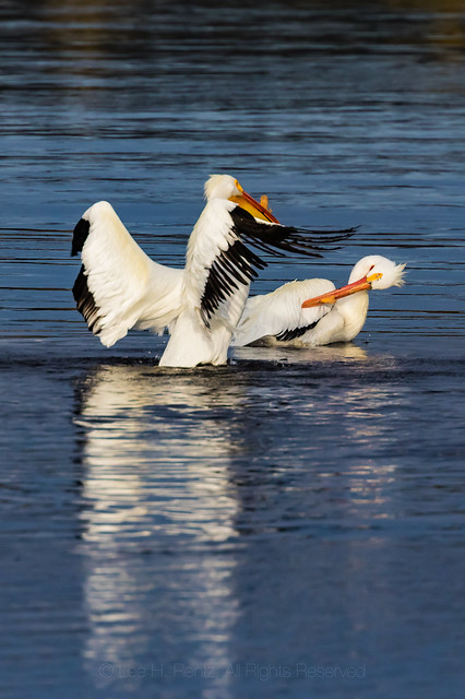 American White Pelican in Yellowstone National Park