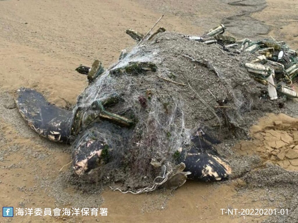 新北市福隆沙灘上（2）月1日發現有革龜遭廢棄刺網纏繞而擱淺。圖片來源：海保署提供