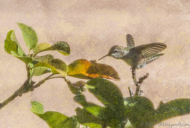 Hummingbird Texture