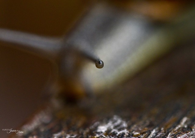 Eye of the snail