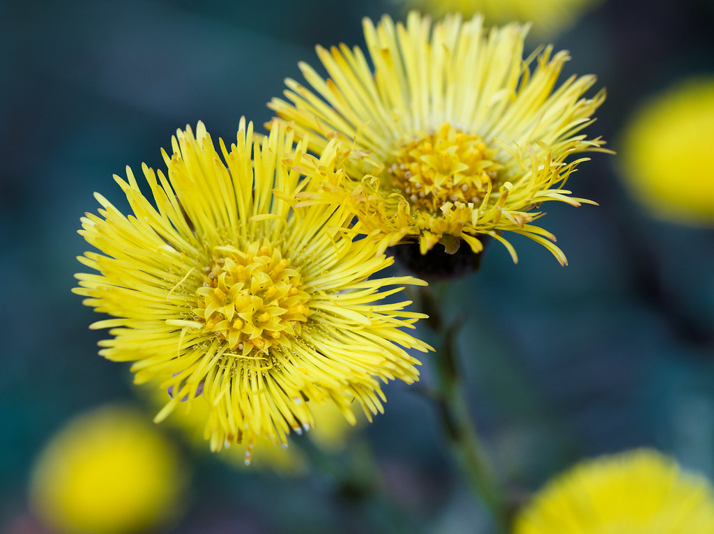 flowers | OLYMPUS DIGITAL CAMERA | Thomas Häuser | Flickr