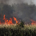 Flickr photo 'Prescribed Fire of Cattail Marsh' by: Mary Keim.