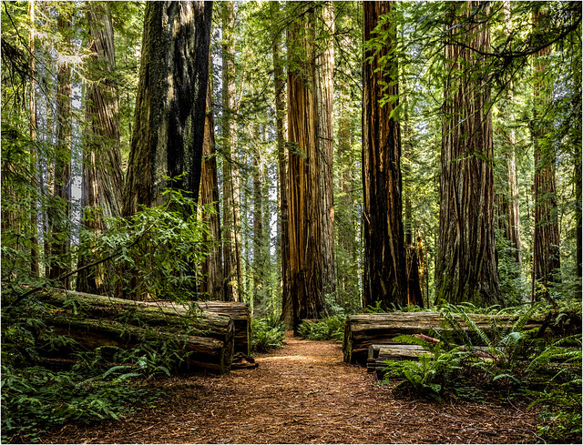 Redwood National and State Parks, California.