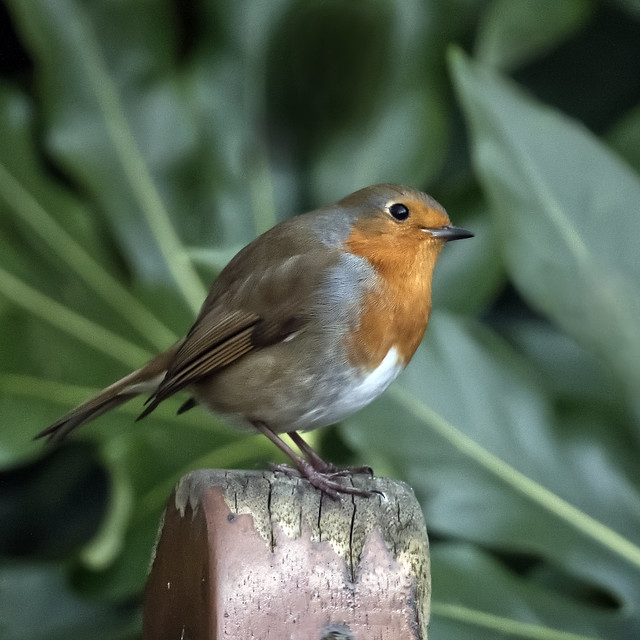 Robin  singing in Chester Park