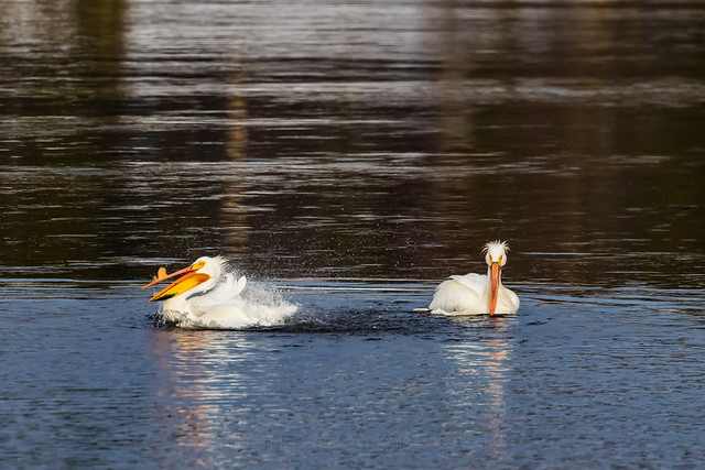 American White Pelican in Yellowstone National Park