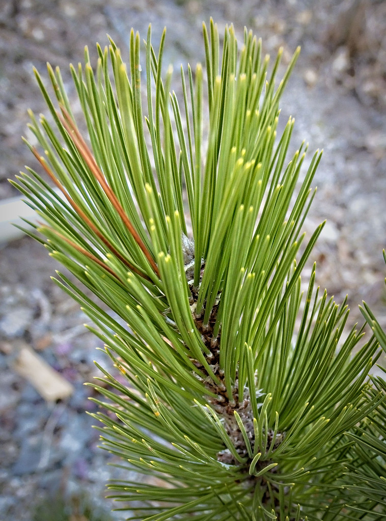 Pinus leucodermis 'Compact Gem' 3/2022 Bosnian Pine Y2- | Flickr