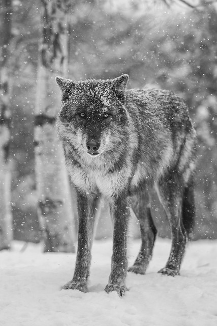 West Yellowstone Gray Wolves Sony A1 Fine Art Wolf Photography Montana Winter Wolfpack! Sony Alpha 1 Canis Lupus Apex Predator & Sony FE Telephoto Zoom 70-200mm f/2.8 GM OSS E-Mount Lens SEL70200G West Yellowstone Snow! McGucken Art Wildlife Alpha1 ILCE-1