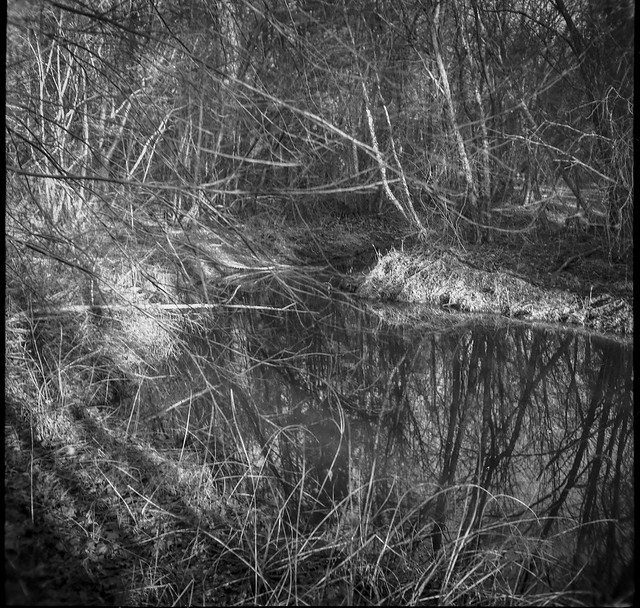 through the thicket of branches and grasses, standing water, refelctions, Beaver Lake Bird Sanctuary, Asheville, NC, Welta Weltur, Fomapan 200, L110 developer, 2.26.22