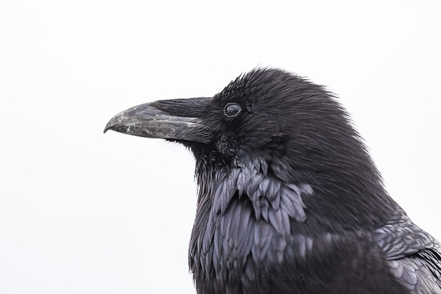 Raven in Yellowstone National Park