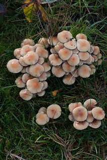 Some More Smarts Heath Fungi
