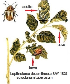 Leptinotarsa decemlineata ciclo vitale su Solanum tuberosum