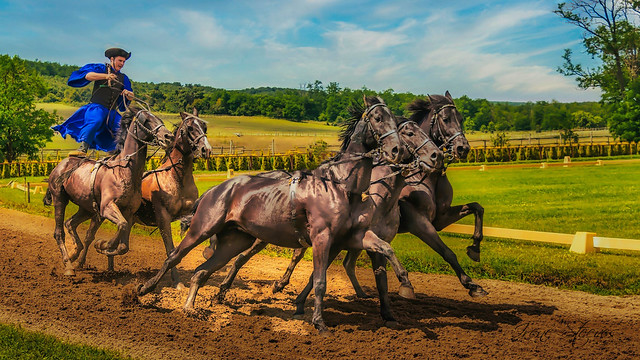 Mounted Horseman/Csikos Riding in Hortobagy, Hungary