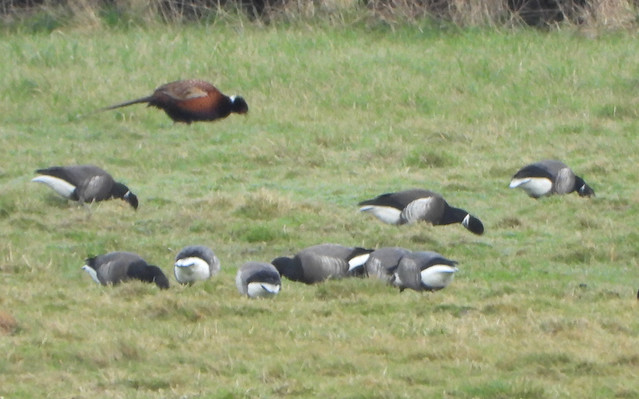 Distant Black Brant with Dark-bellied Brent Geese