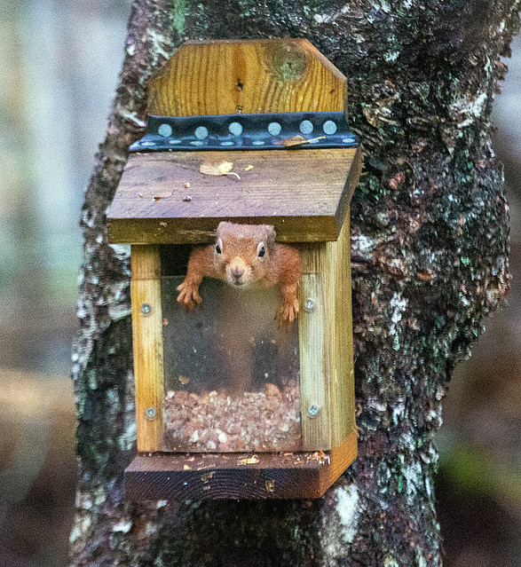 Red Squirrel in a feeder