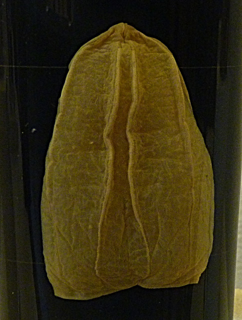 Beroe ovata (10-9-21 Naturistorisches Museum Wien, leg in Nápoles)