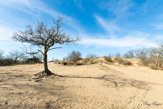 Tree in the dunes